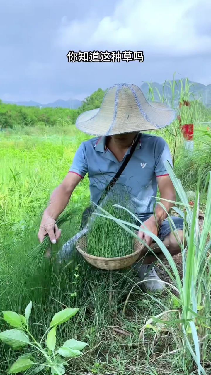 光棍草的功效与作用图片