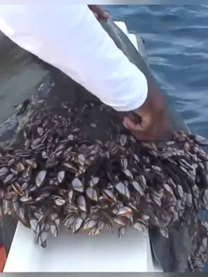 藤壶简直太可怕无处不在 #野生动物零距离