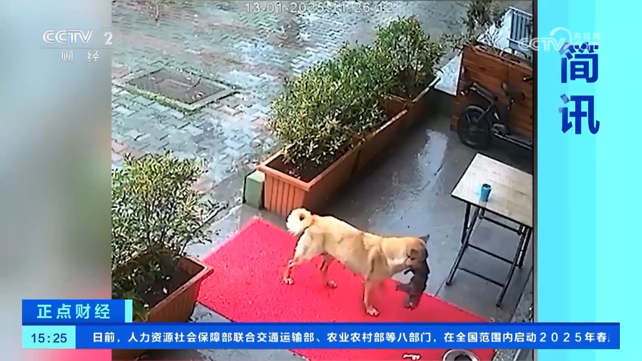 狗妈妈叼着昏迷小狗上门求医医生暖心救助最终小狗成功获救_高清1080P在线观看平台_腾讯视频