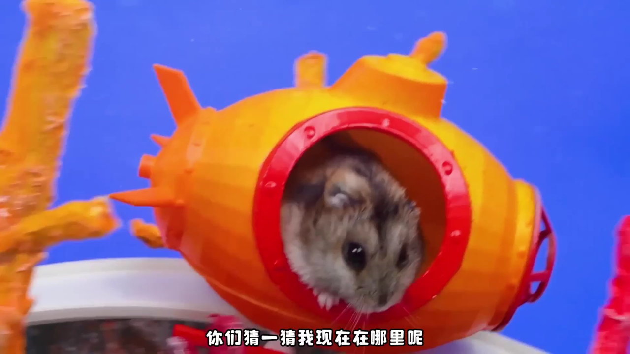 小仓鼠闯关乐园第二季 1集