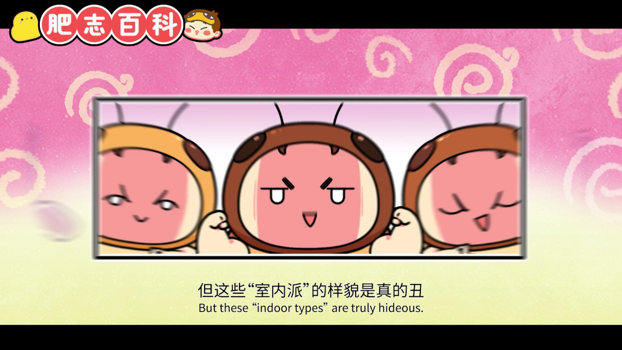 肥志百科第13季 2集