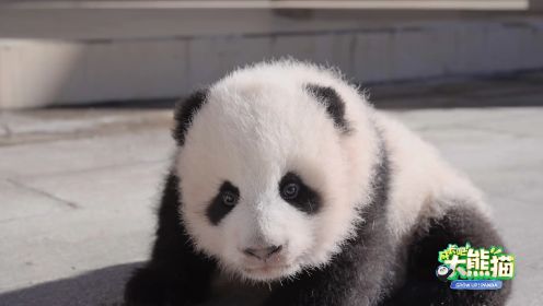 第10集：究竟是什么美味让熊猫宝宝爱不释手？