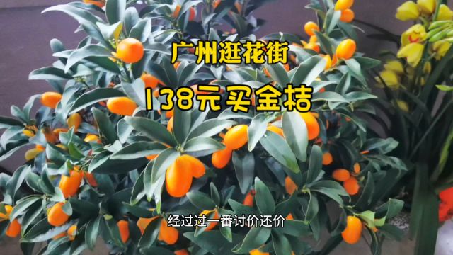 春节前在广州逛街道花市,今年年桔年花价,收获138元金桔,值吗