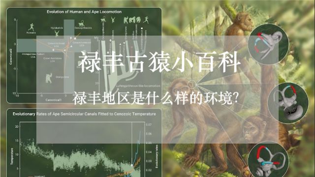 禄丰古猿小百科 | 禄丰地区是什么样的环境?