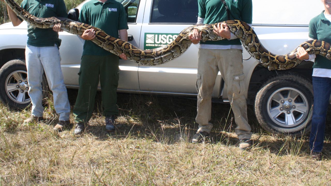 福建一工地挖出"冬眠"的大蟒蛇,它是哪种蛇?吵醒它有危险吗