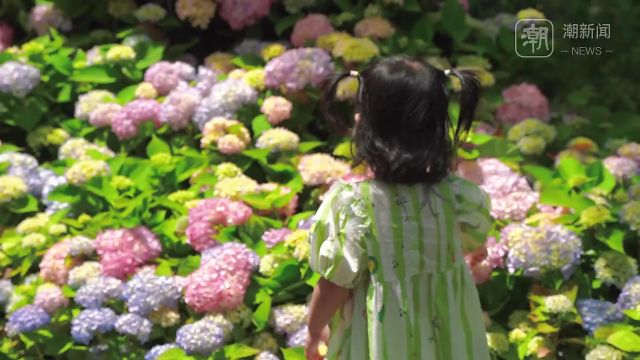 2000余株绣球花,装点永福寺的禅意夏天