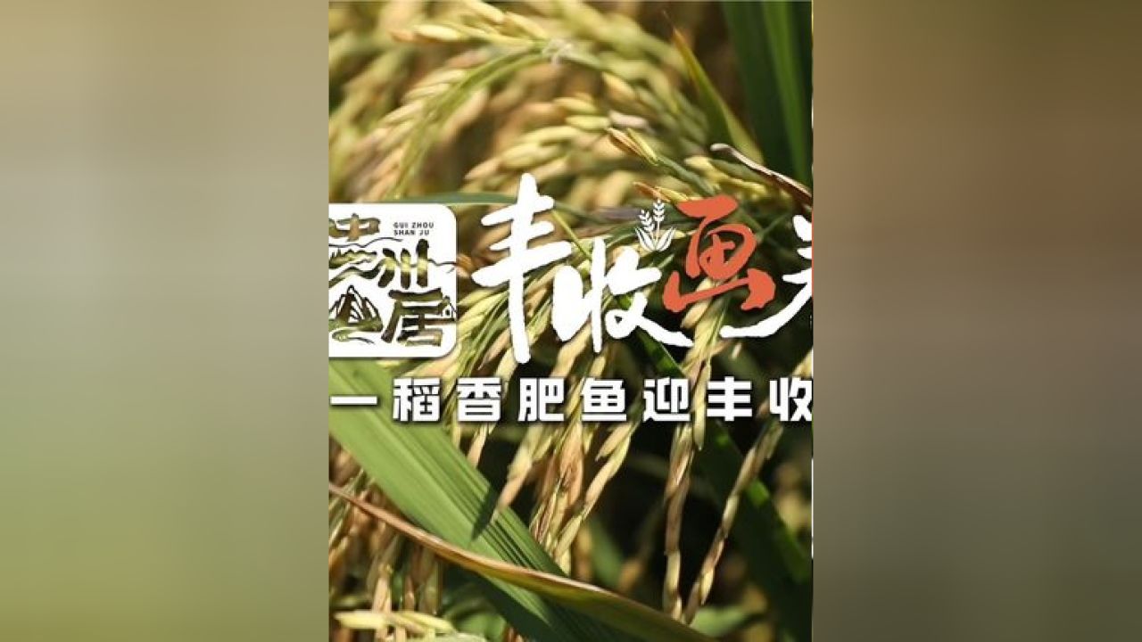 稻香鱼肥图片