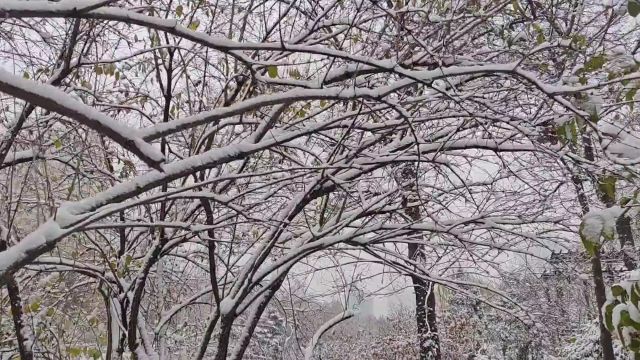 博览视频︱纷纷落雪美如画