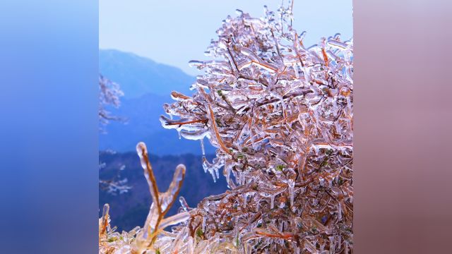 满目“雨凇”好似误入“琉璃仙境”!