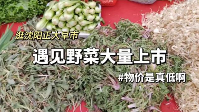 逛沈阳正大早市,遇见野菜大量上市,物价是真低呀!