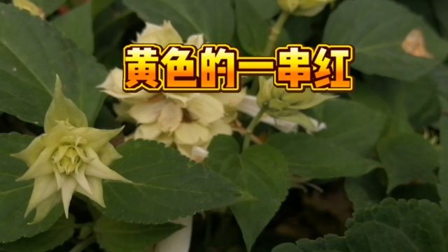 一串红也有黄色的?!花雨湖就是花多