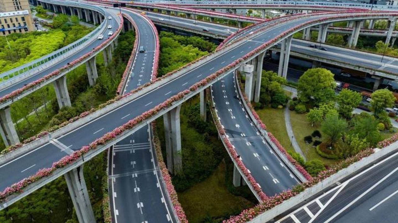 宛若行在空中花路 杭州高架早花月季迎盛花期