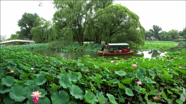 满塘荷花风姿万千,撩人心扉