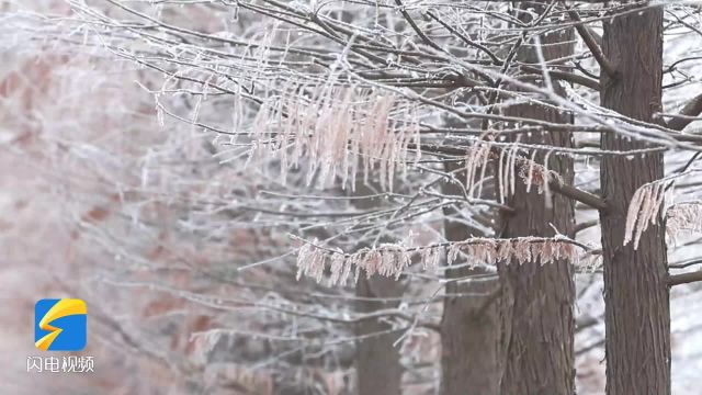 诗画山东|枣庄台儿庄惊现雾凇景观 “雪树银花”美如画