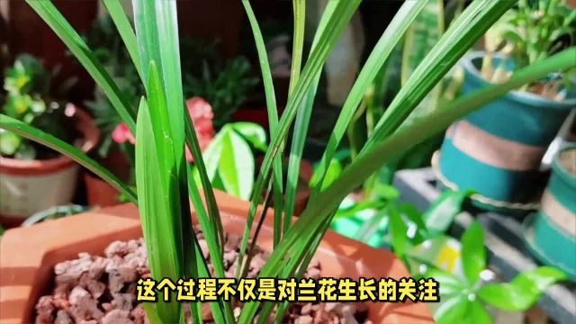 兰心蕙质:兰花培育的魔法之旅