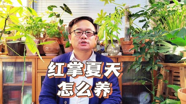 夏天养红掌,注意4件事,亭亭玉立,鸿运当头