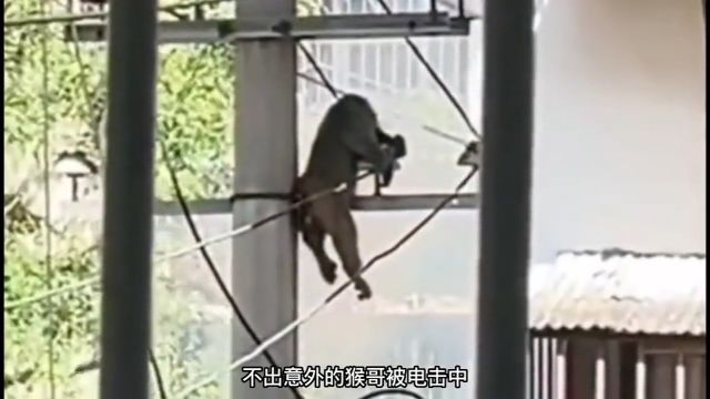 电工猴子野生动物零距离