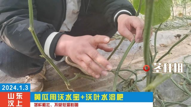 水溶肥黄瓜清脆爽口,恶劣的的雨雪天气,山东黄瓜用夫沃施沃水宝大量元素水溶肥+沃叶微生物菌剂+根乐夫,叶片肥厚油量、茎杆粗壮有劲,抗低温能力...