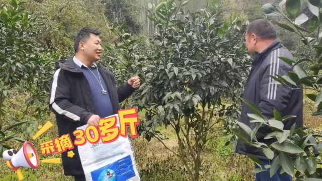 水溶肥4年的早熟蜜桔怎样才能每棵挂果30斤?福建冯大哥早熟蜜桔用夫沃施沃叶水溶肥,树势好、枝条壮、叶片深绿色、无缺素、无黄化现象.