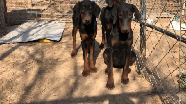 欣赏下这3只德系杜宾犬,现在6个月,原生态没修耳身形头版一级棒