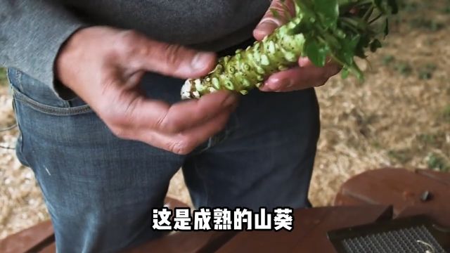 你知道芥末是怎么制作的吗?#涨见识#科普一下