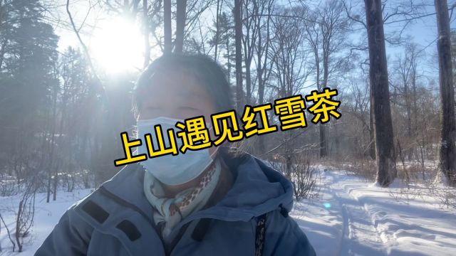 今天上山遇见红雪茶,又名鹿心雪茶,你知道它怎么食用吗