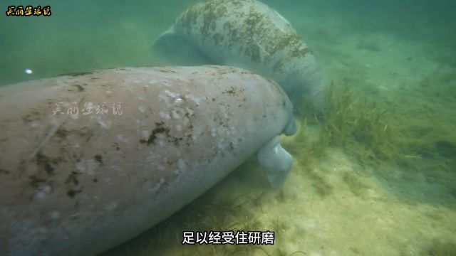 吃素的大胖子之《海牛》#海洋生物#海牛#动物世界#神奇动物在这里#胖嘟嘟小可爱