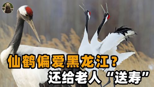 黑龙江老人捡到4只丹顶鹤，赖在家里不肯走，网友：这是送寿来了