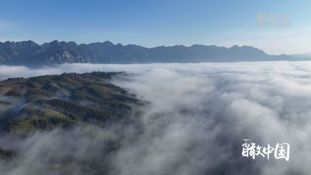 瞰中国|湖北鹤峰:云雾绕茶山 美景入画来