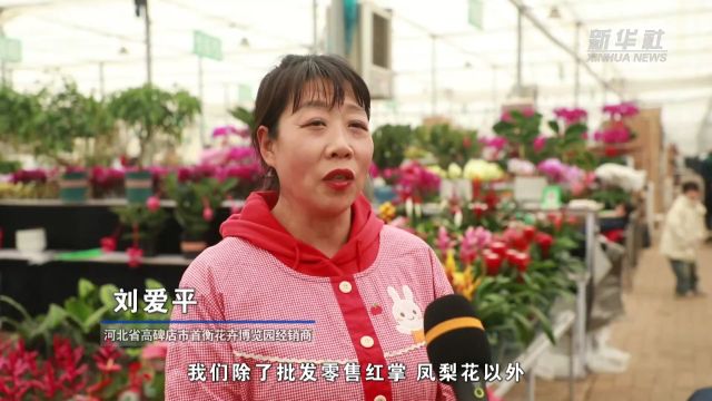 河北高碑店:花卉市场“年味儿”渐浓