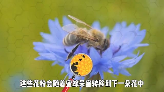 蜜蜂是如何酿造蜂蜜的?看完整个过程你还有勇气吃吗?