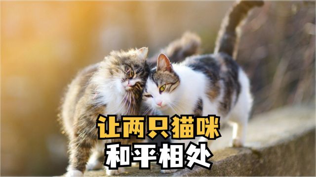 原住民猫咪,快速接纳新伙伴的相处指南!