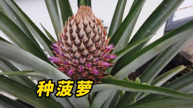 菠萝从种子开始要种多久才能开花结果?