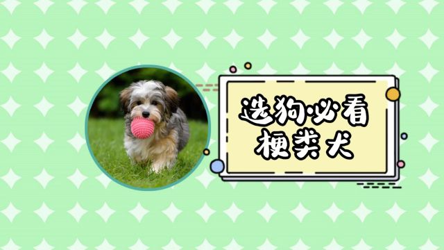 选狗必看梗类犬