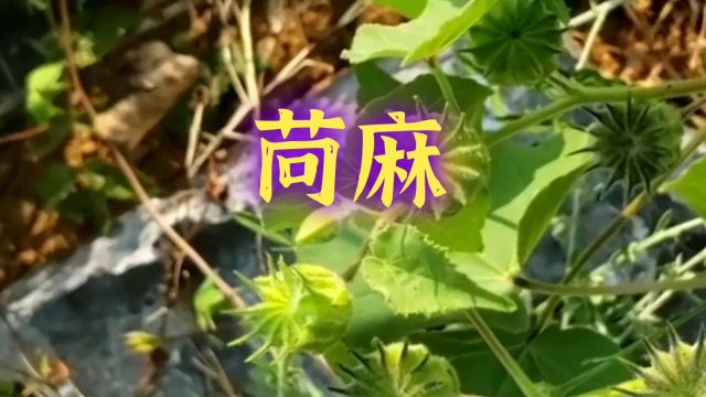 中草药——苘麻