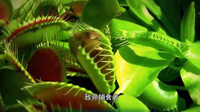 无肉不欢,可怕的肉食性植物2