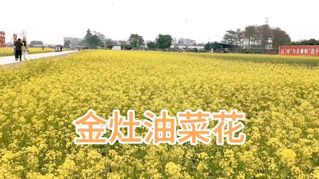 潮阳金灶的油菜花吸引了四面八方游客前来打卡,堪称潮汕版的骛源