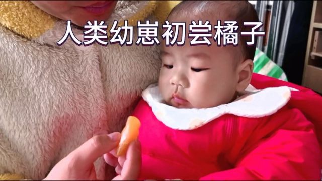 人类幼崽初尝橘子