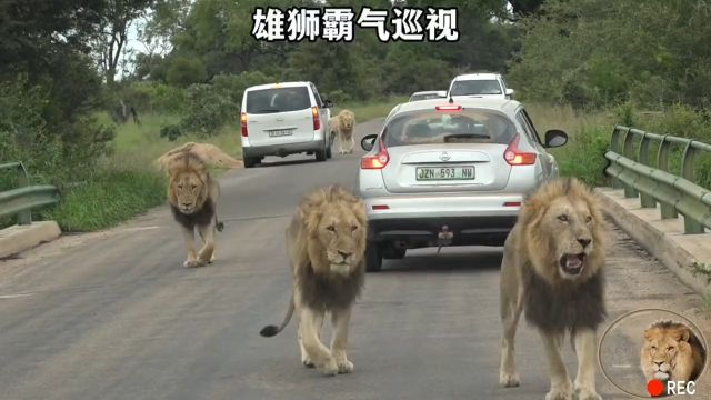 雄狮联盟霸气巡视领地雄狮