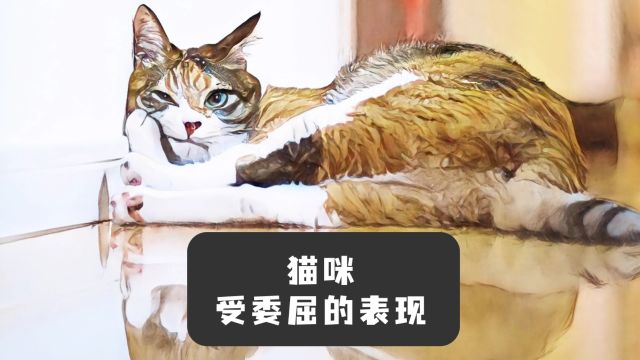 猫咪受委屈,宠主快去哄!