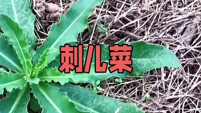 中草药——刺儿菜