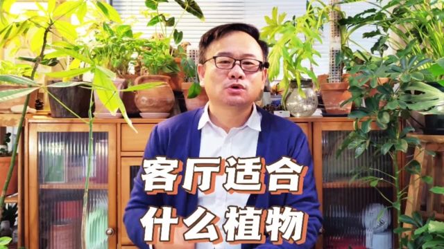 客厅适合放什么植物?推荐8种,大气显格调,还对空气好