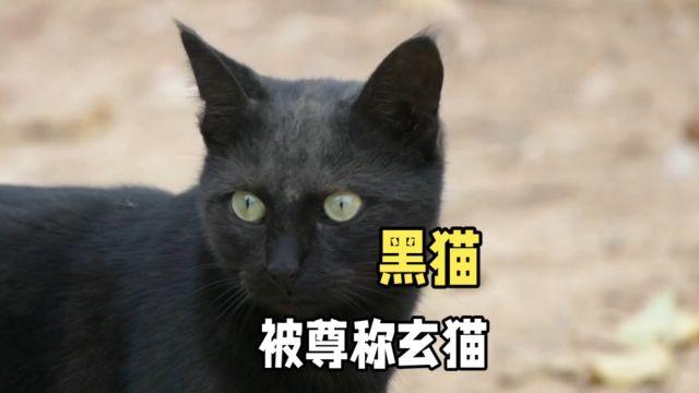 黑猫在古代称玄猫,地位极高,权贵养来镇宅辟邪