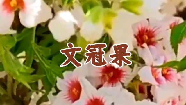 中草药——文冠果