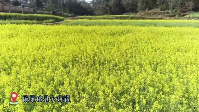 赏花地图上线!文山最美油菜花海都在这里~