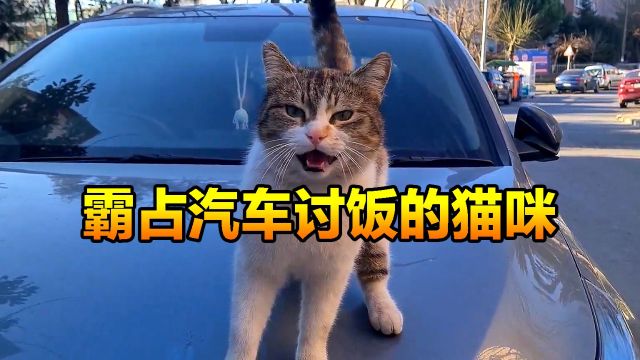 一只猫咪霸占了男子汽车,它不断的踩踏汽车,原来它是想讨口饭吃