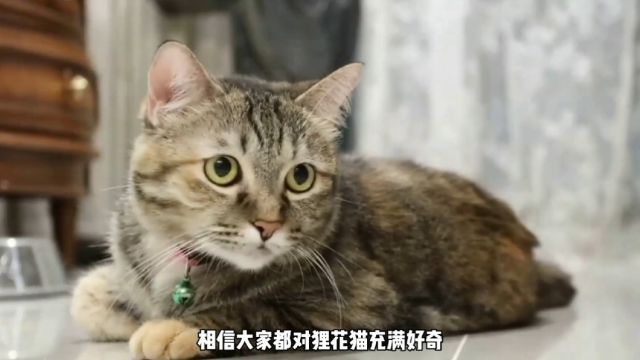 狸花猫:中华田园猫的战斗天花板