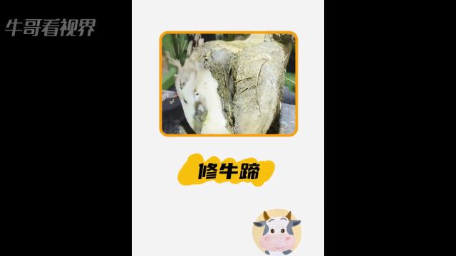 一个离谱的牛蹄子#修牛蹄 #解压