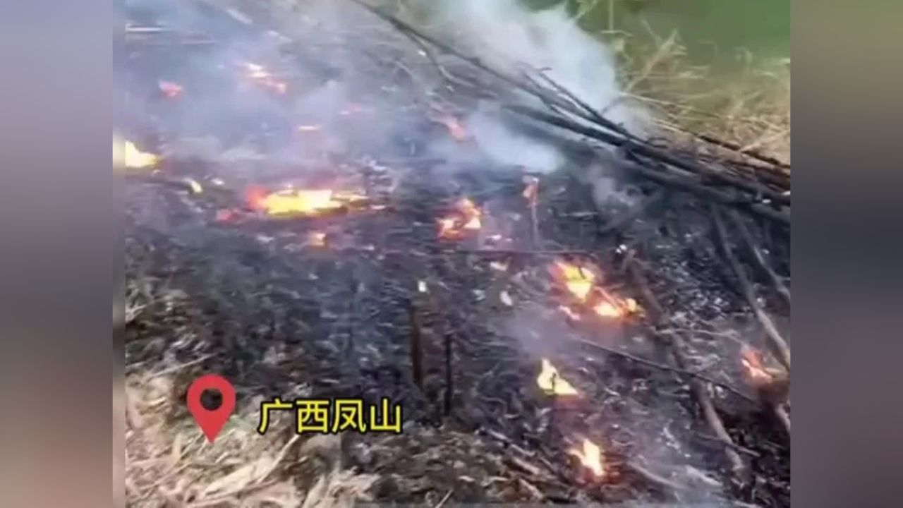 广西版"时代少年团"冲进竹林