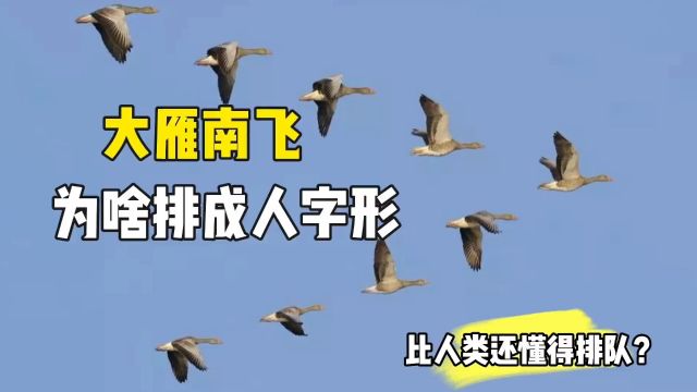 太神奇了,大雁南飞,为什么要排成人字形呢?难道通灵性?#冷知识